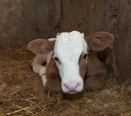 Haslgut Πανσιόν Fuschl am See